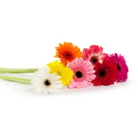 Gerbera a mini Gerbera